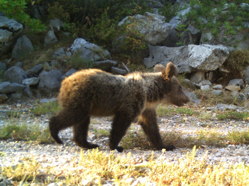 Pokret za životinje protivi se:
